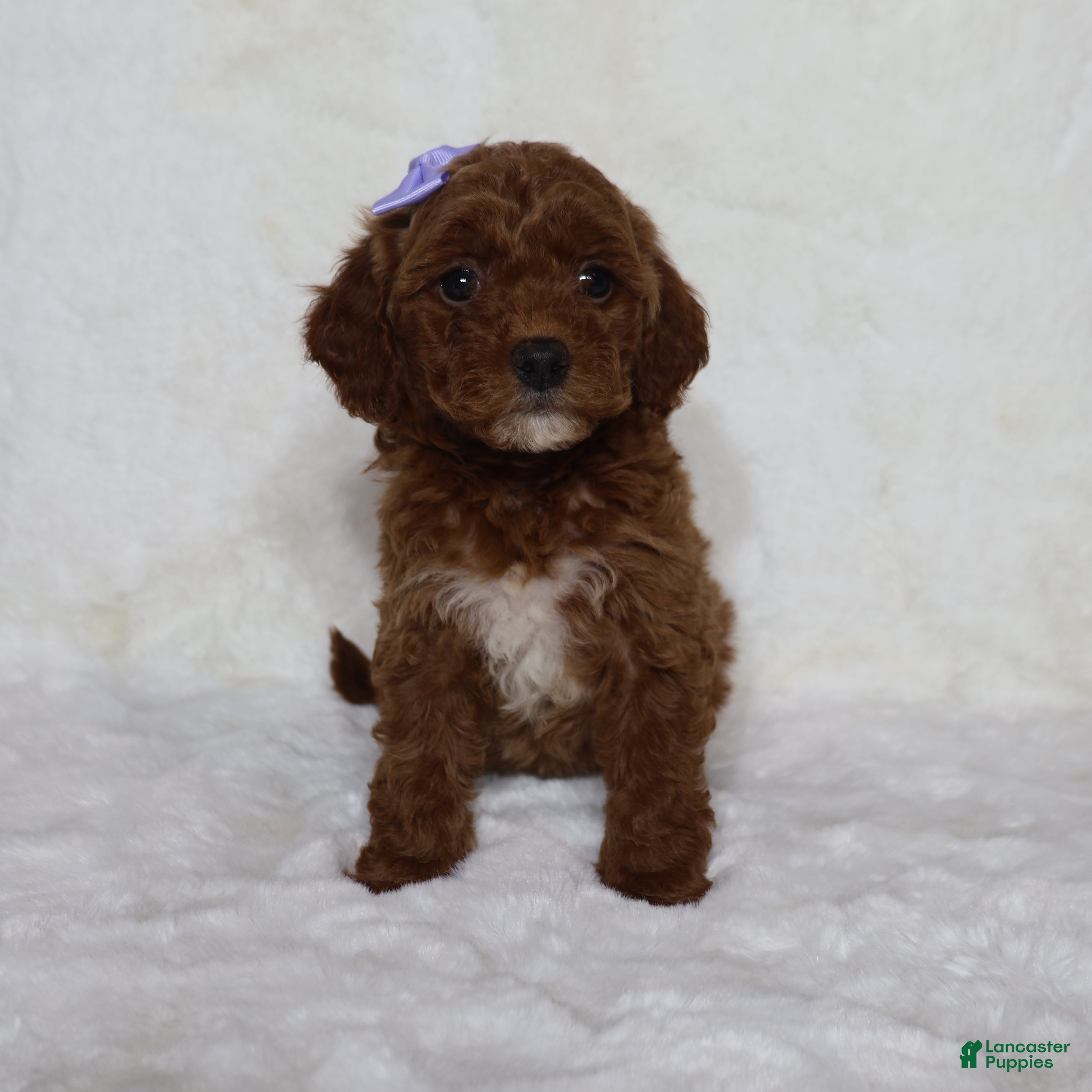 Mini Goldendoodle dogs Molly - Ad 1