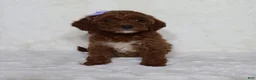 Mini Goldendoodle dogs for sale: Molly - Ad 1