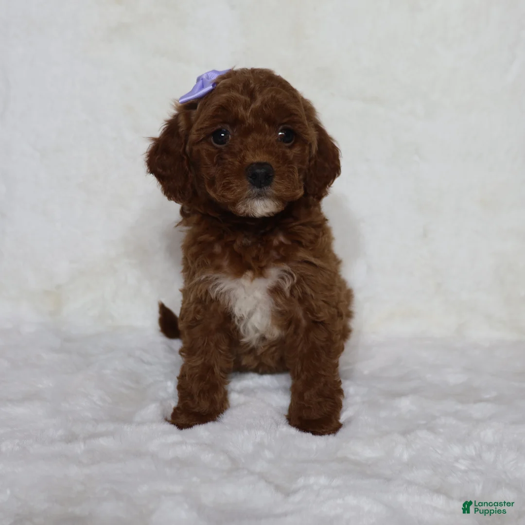 Mini Goldendoodle dogs for sale: Molly - Ad 1