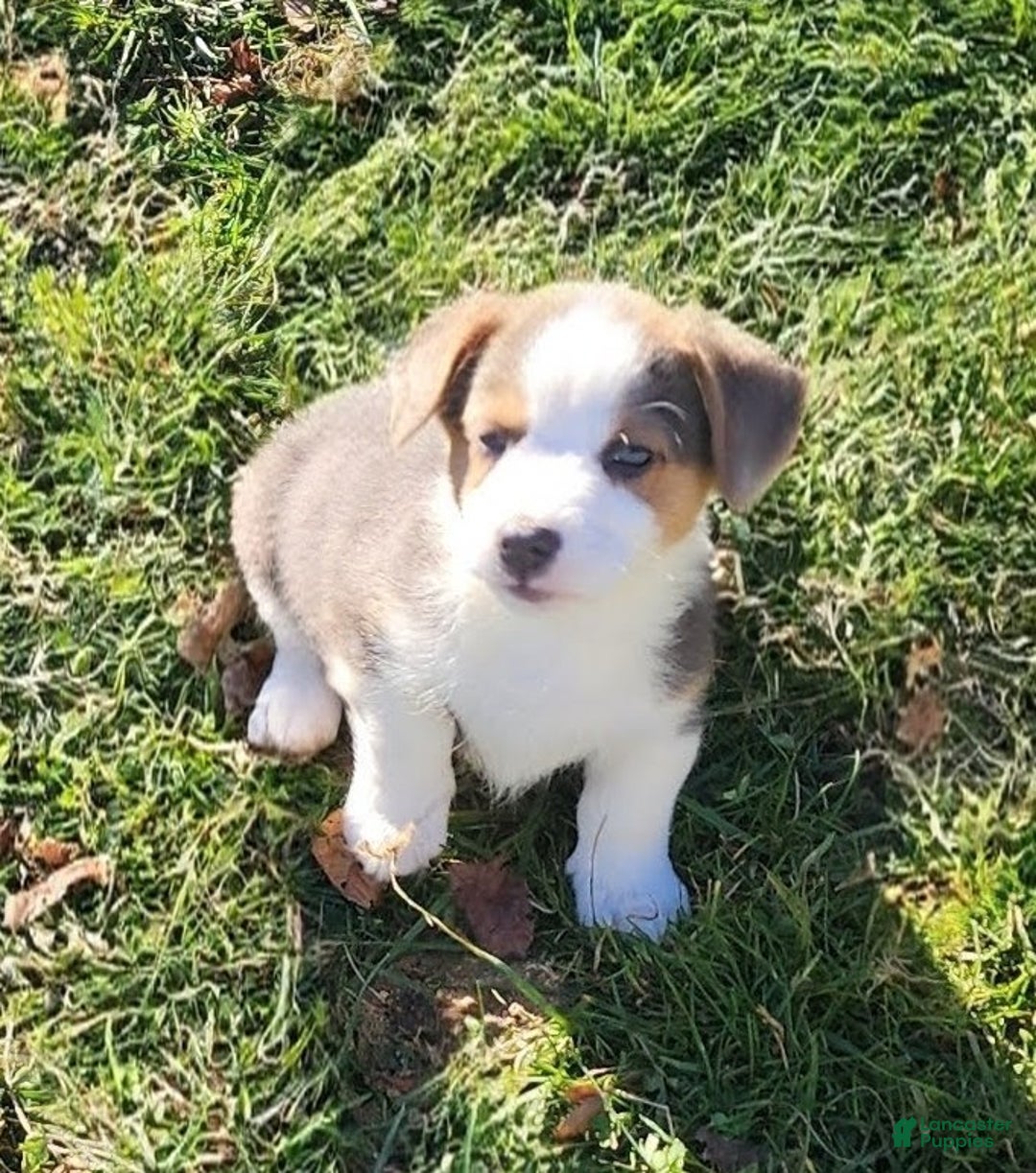Welsh Corgi Pembroke dogs for sale: Apex Bluie  - Ad 13