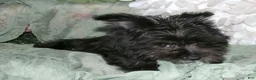 Morkie dogs for sale: Frank - Ad 8