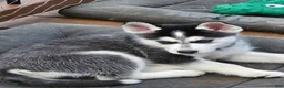 Gerberian Shepsky dogs for sale: Wolf - Ad 4