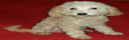 Miniature Poodle dogs for sale: Millie - Ad 4