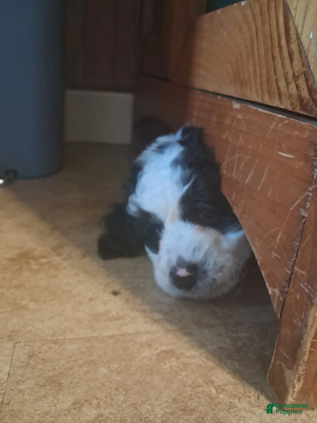 Double Doodle dogs for sale: Evie - Ad 1