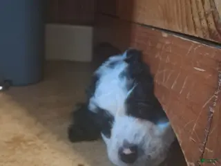 Double Doodle dogs for sale: Evie - Ad 3