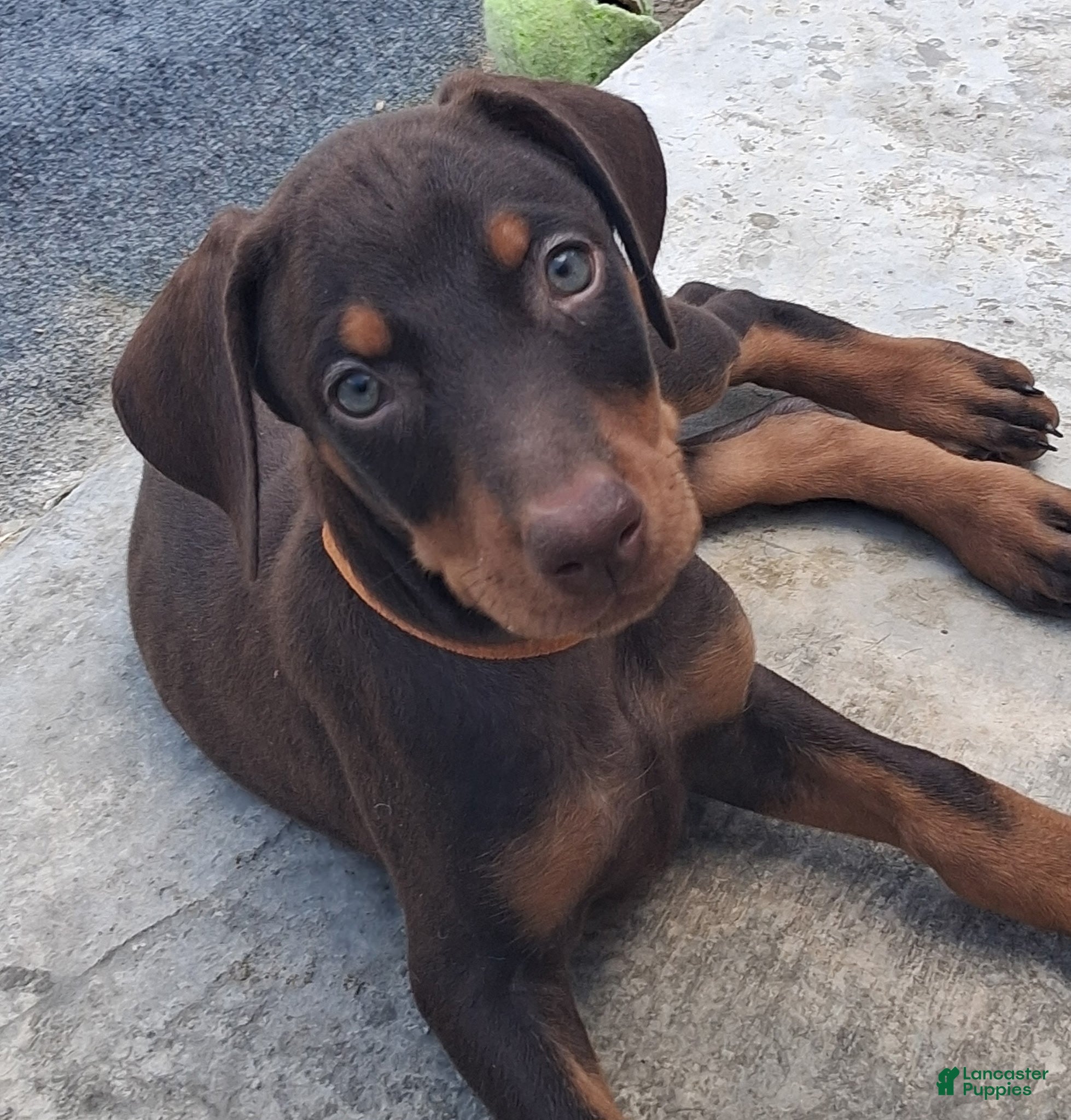 Doberman Pinscher dogs Doberman Pinscher Puppy 4 - Ad 1