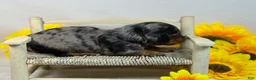 Miniature Dachshund dogs for sale: Black Dapple SILKY - Ad 2