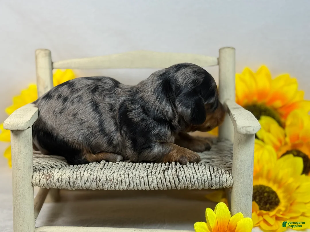 Miniature Dachshund dogs for sale: Black Dapple SILKY - Ad 2