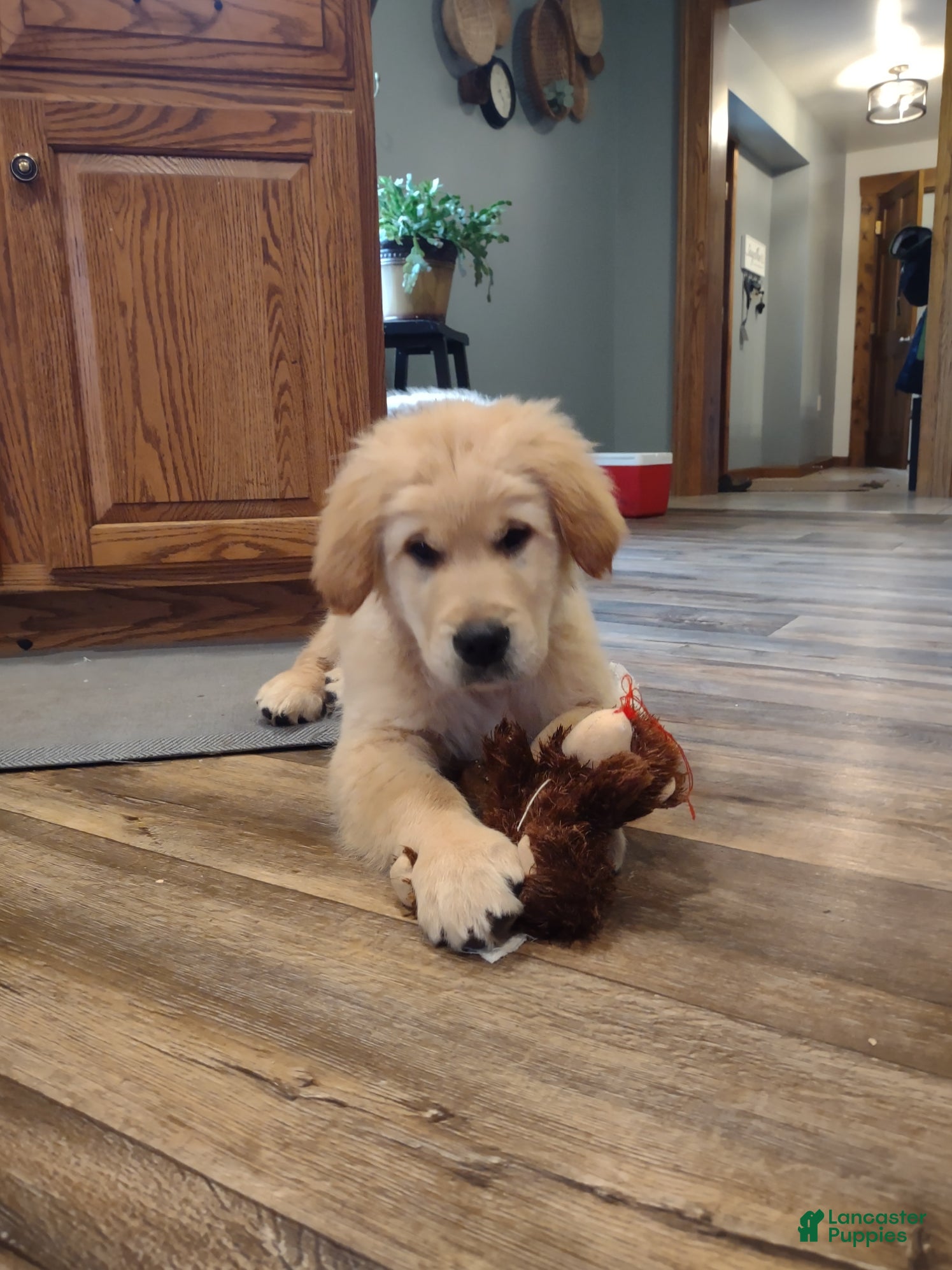 Golden Retriever dogs Golden Retriever Puppy 7 - Ad 1