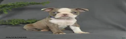 Boston Terrier dogs for sale: Candy - Ad 3