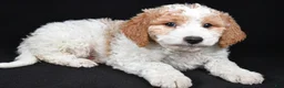 Mini Goldendoodle dogs for sale: Logan - Ad 3