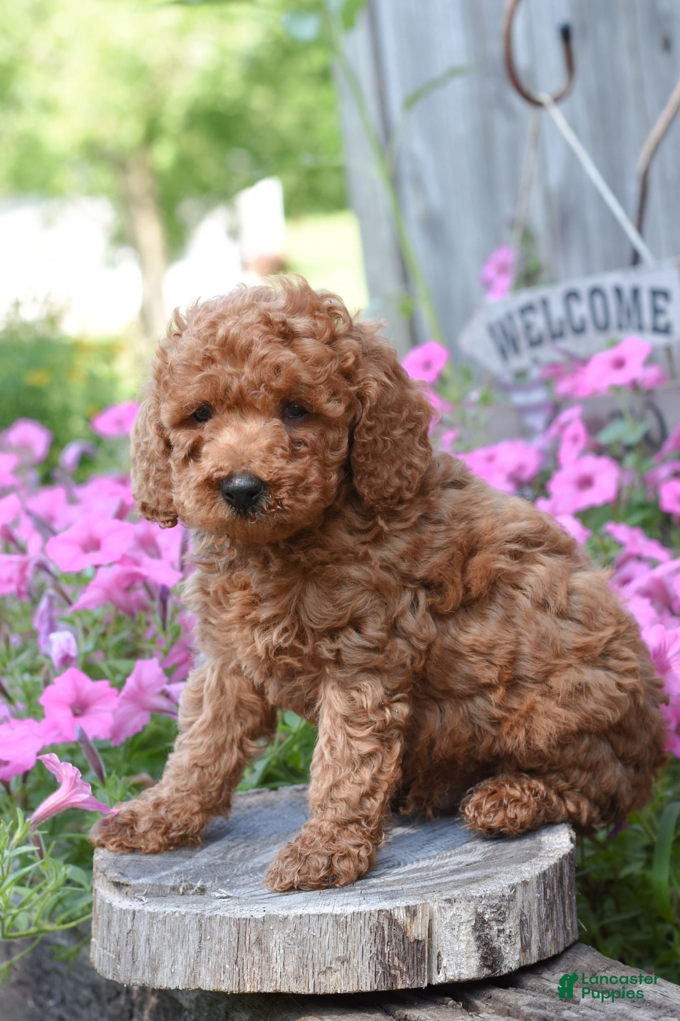 Cockapoo dogs Rocky - Ad 2