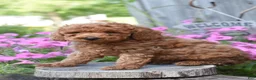 Cockapoo dogs for sale: Rocky - Ad 2