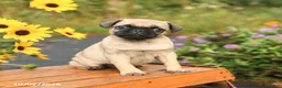 Pug dogs for sale: Nick  - Ad 2