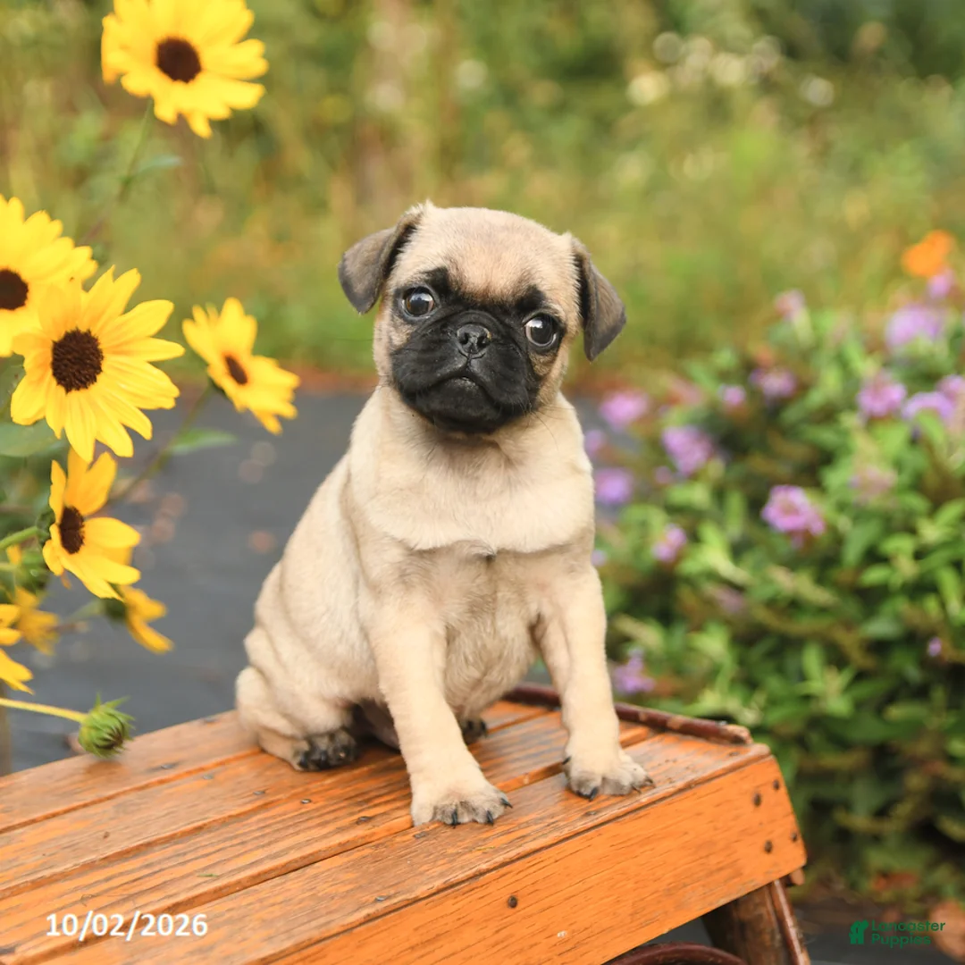 Pug dogs for sale: Nick  - Ad 2