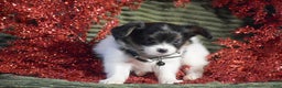 Papillon dogs for sale: Boston - Ad 5