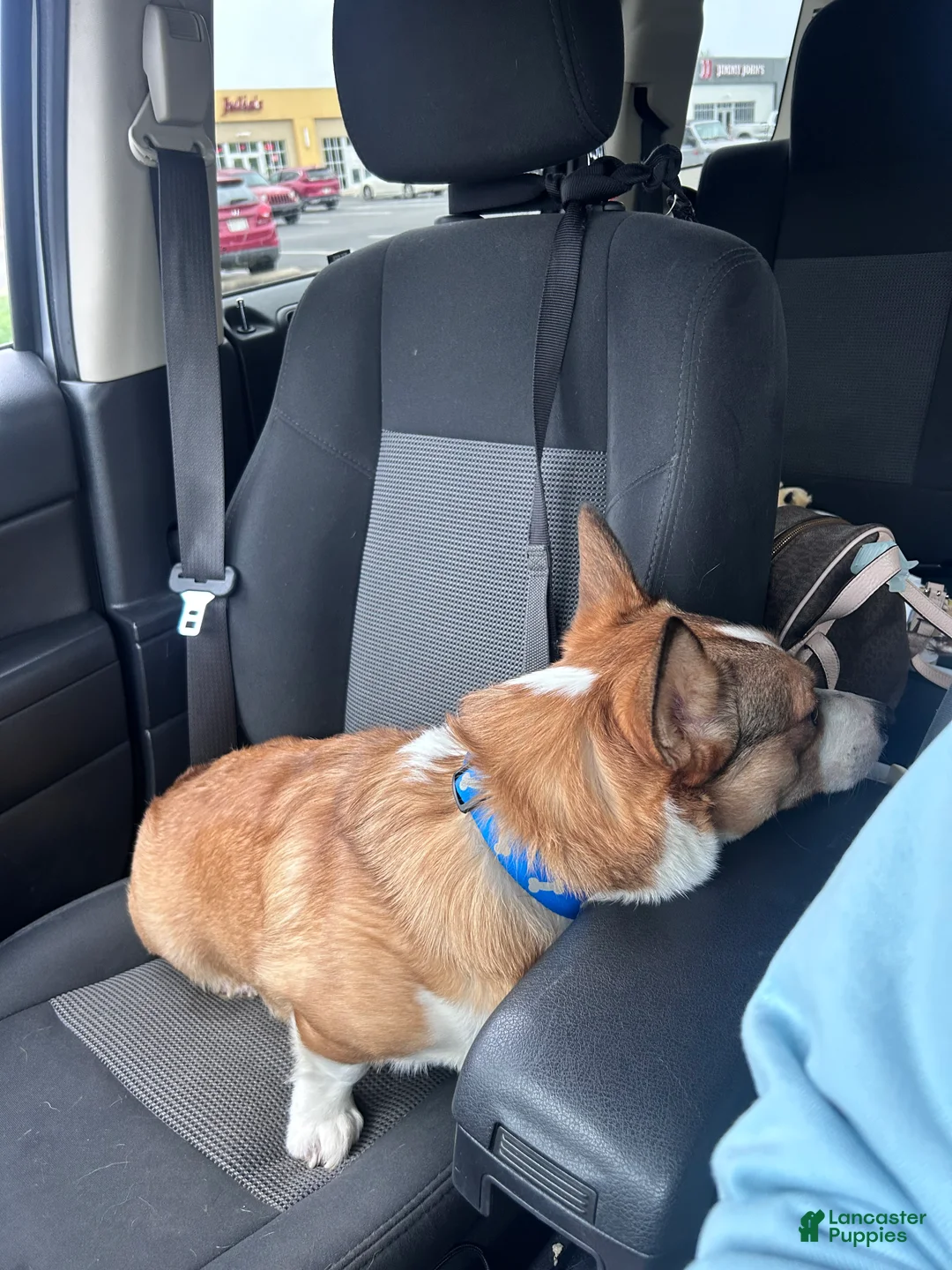 Welsh Corgi Pembroke dogs for stud: Kylo- Stud - Ad 3