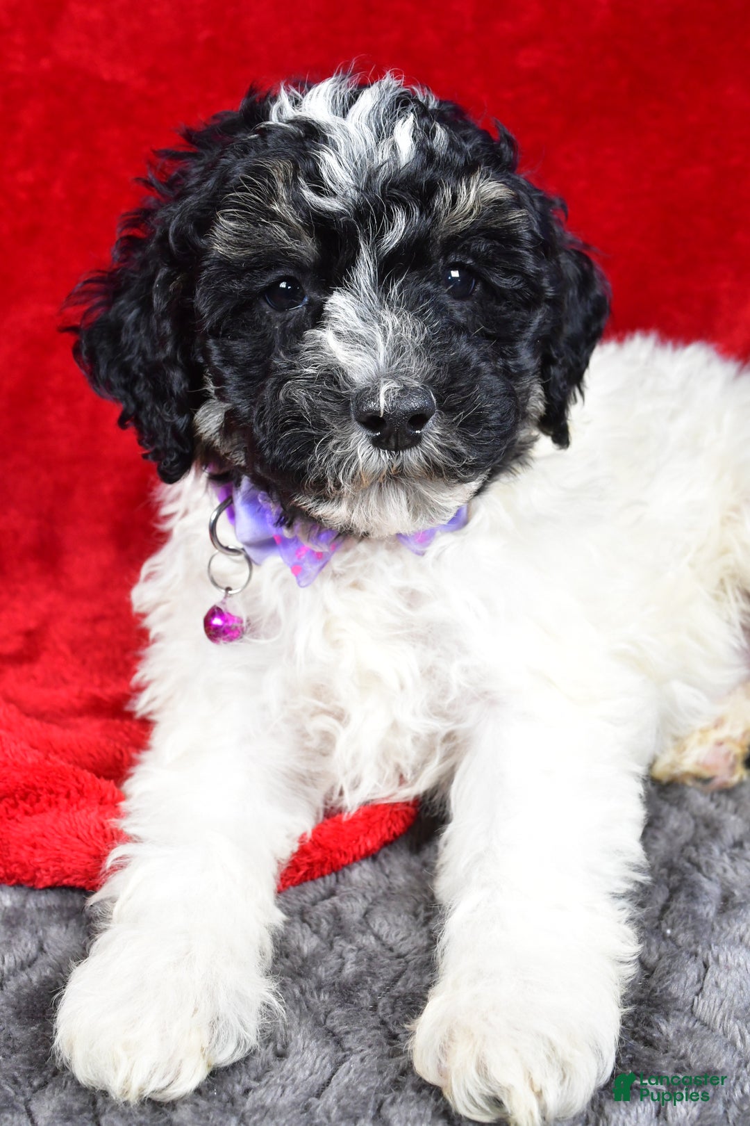 Miniature Poodle dogs for sale: Ernest - Ad 3