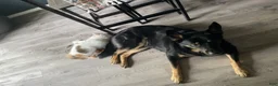 Mixed Breed dogs for sale: Mixed Breed 1 - Ad 8