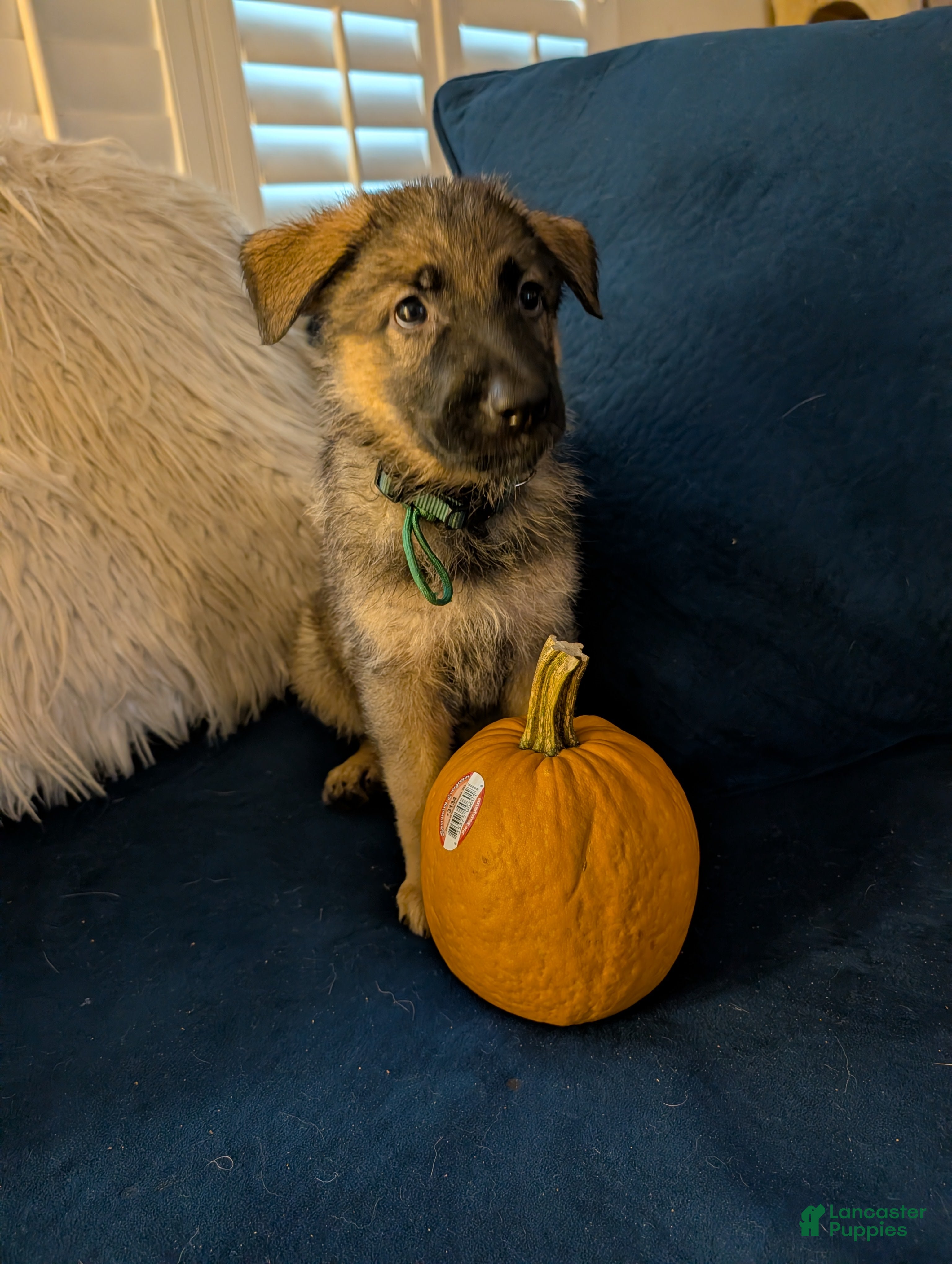 German Shepherd dogs Luna - Ad 33