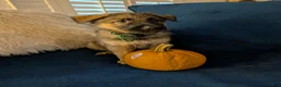 German Shepherd dogs for sale: Elsa - Ad 14
