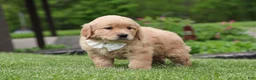 Golden Retriever dogs for sale: Tina - Ad 7