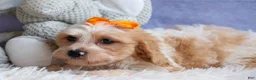 Cavachon dogs for sale: ROMEO - Ad 3