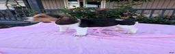 Beagle dogs for sale: Sally - Ad 3