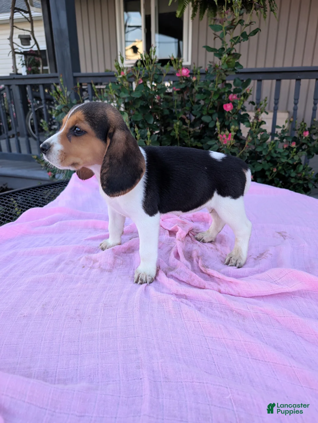 Beagle dogs for sale: Sally - Ad 3