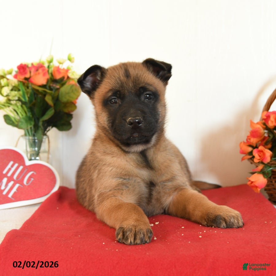 Belgian Malinois dogs Rebel - Ad 26