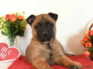 Belgian Malinois dogs Rebel - Ad 26