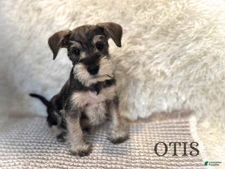 Miniature Schnauzer dogs OTIS - Ad 28