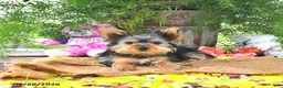 Yorkshire Terrier dogs for sale: Tanjo - Ad 4
