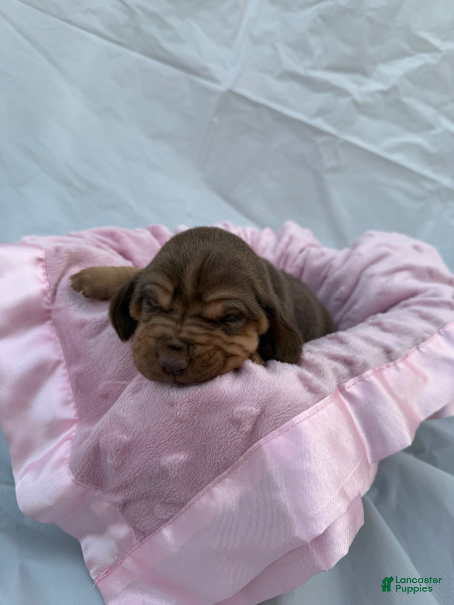 Bloodhound dogs Aurora - Ad 2