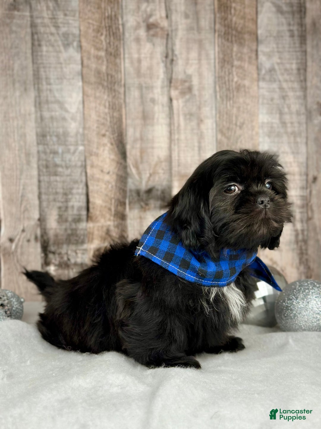Shih Tzu dogs for sale: Huey - Ad 3