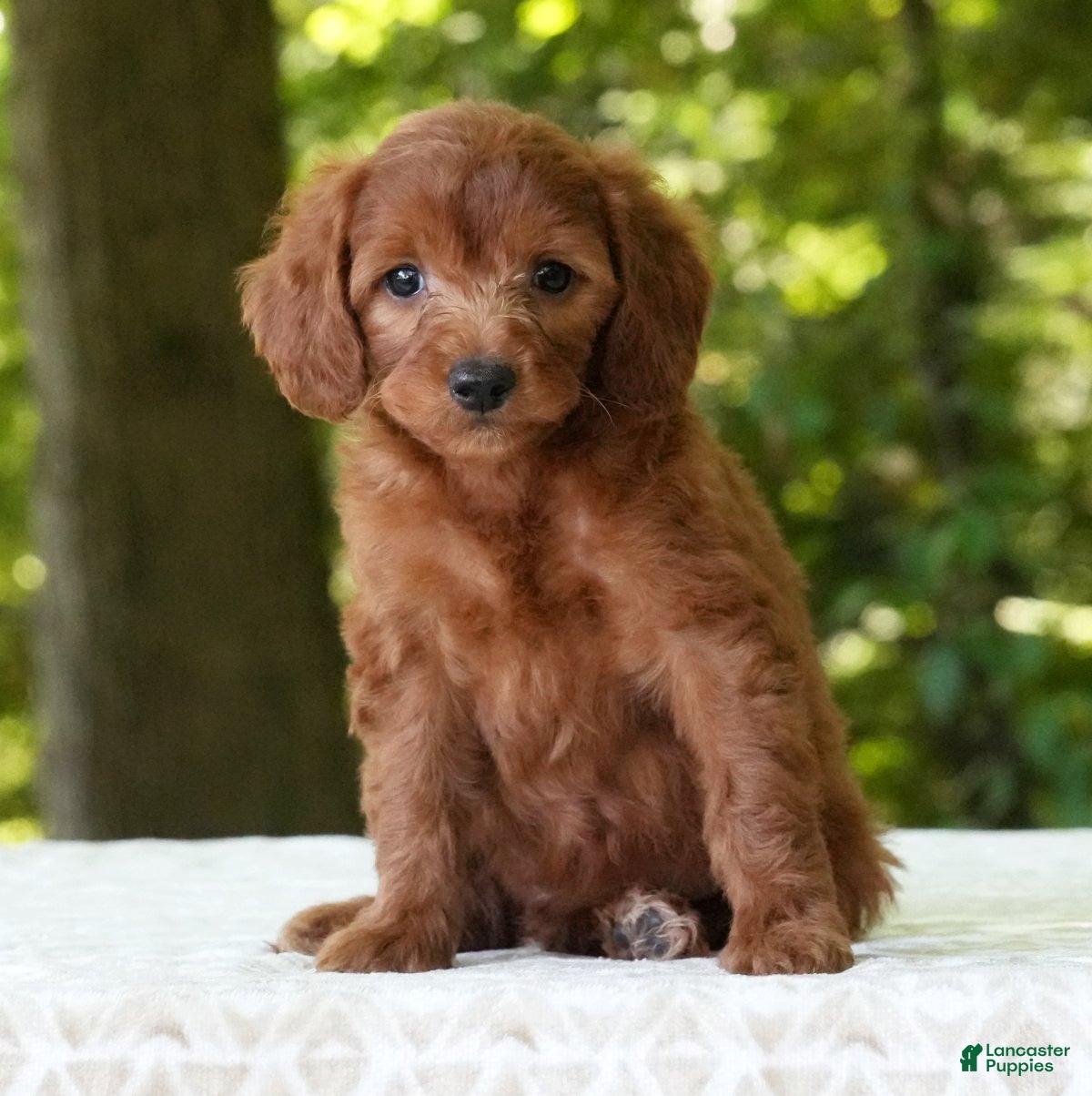 Mini Goldendoodle dogs Addy - Ad 1
