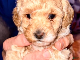 Toy Poodle dogs - Ad 20