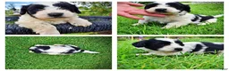 Havapoo dogs for sale: Shadow - Ad 1