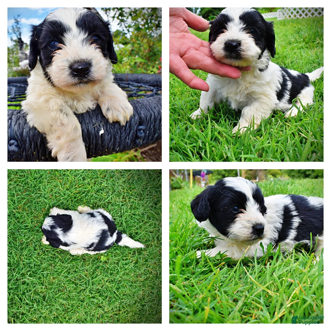 Havapoo dogs for sale: Shadow - Ad 1
