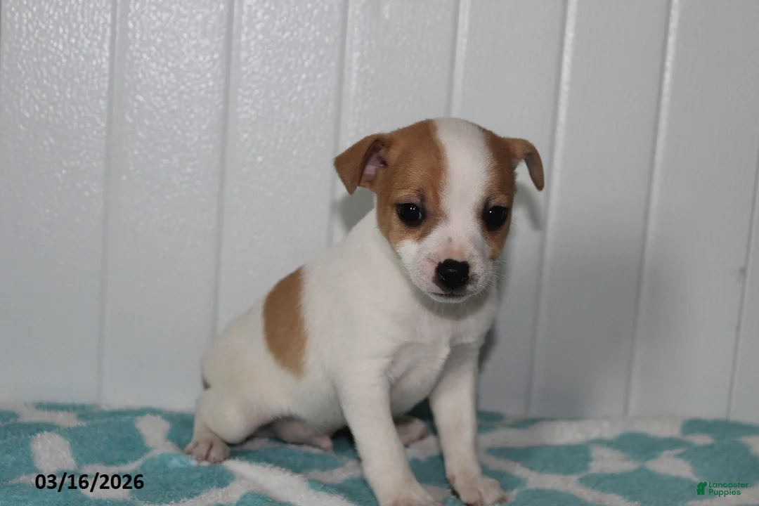 Jack Russell Terrier dogs for sale: Tawny - Ad 2
