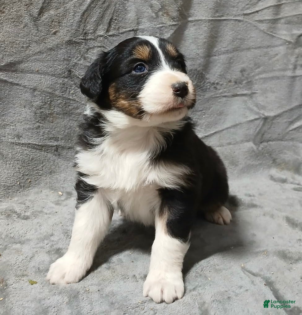 Australian Shepherd dogs Pascal - Ad 14