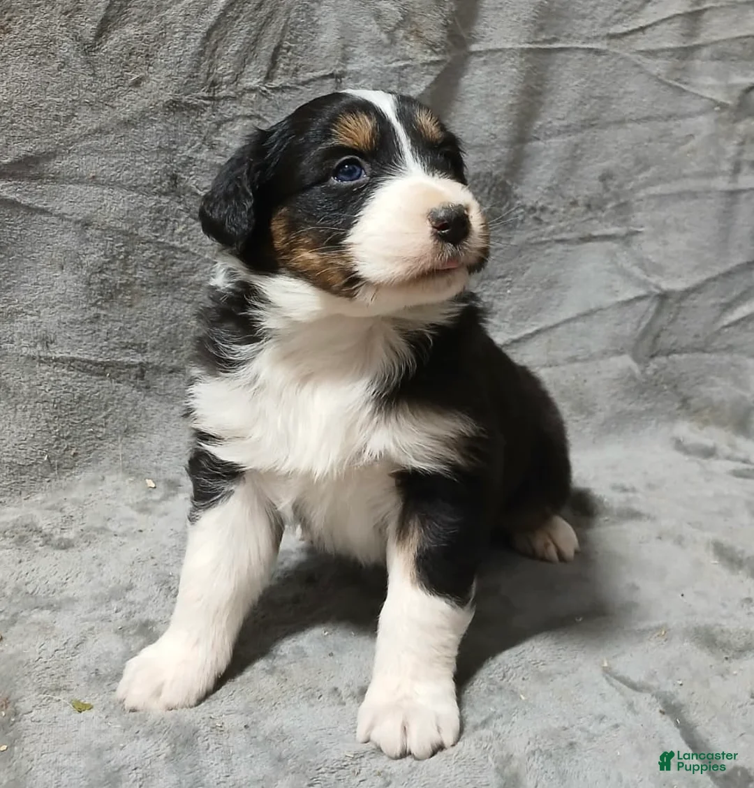 Australian Shepherd dogs for sale: Pascal - Ad 1