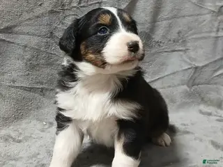 Australian Shepherd dogs Pascal - Ad 14