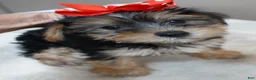 Yorkshire Terrier dogs for sale: Ziggy steal of a deal - Ad 9