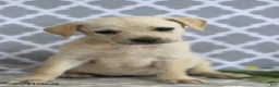 Mixed Breed dogs for sale: Renae - Ad 4