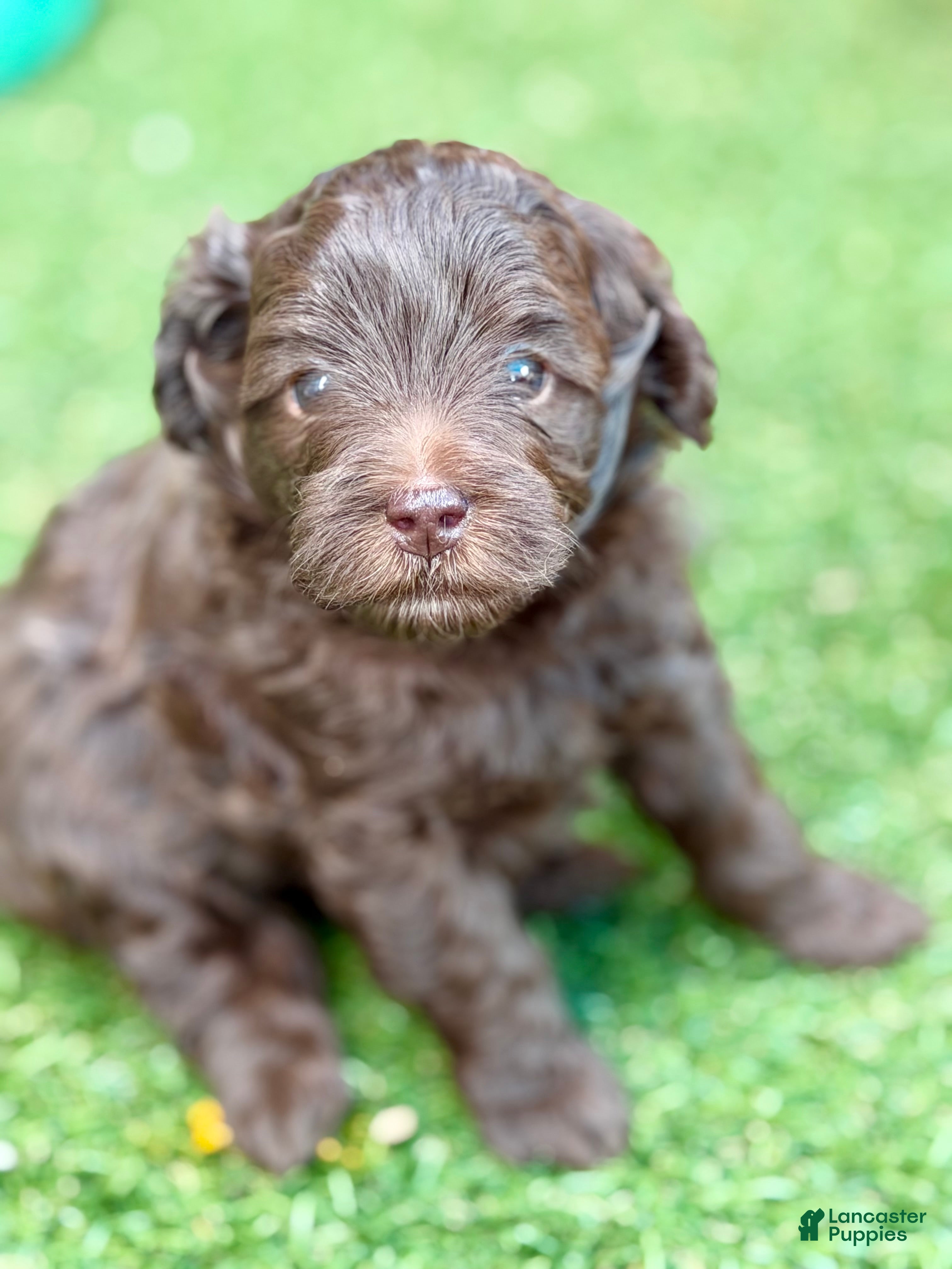 Goldendoodle dogs Girl 1 - Ad 2