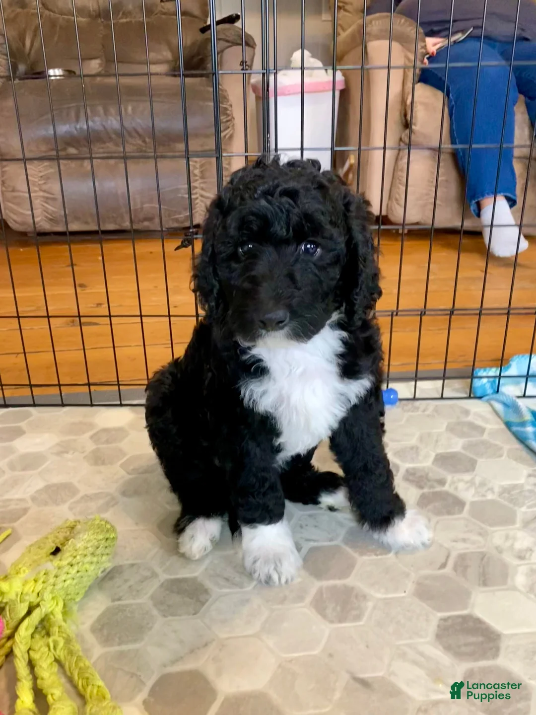 Bernedoodle dogs for sale: Luna - Ad 2
