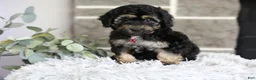 Maltipoo dogs for sale: Cove - Ad 5