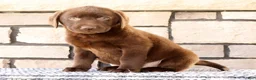 Labrador Retriever dogs for sale: Max - Ad 2