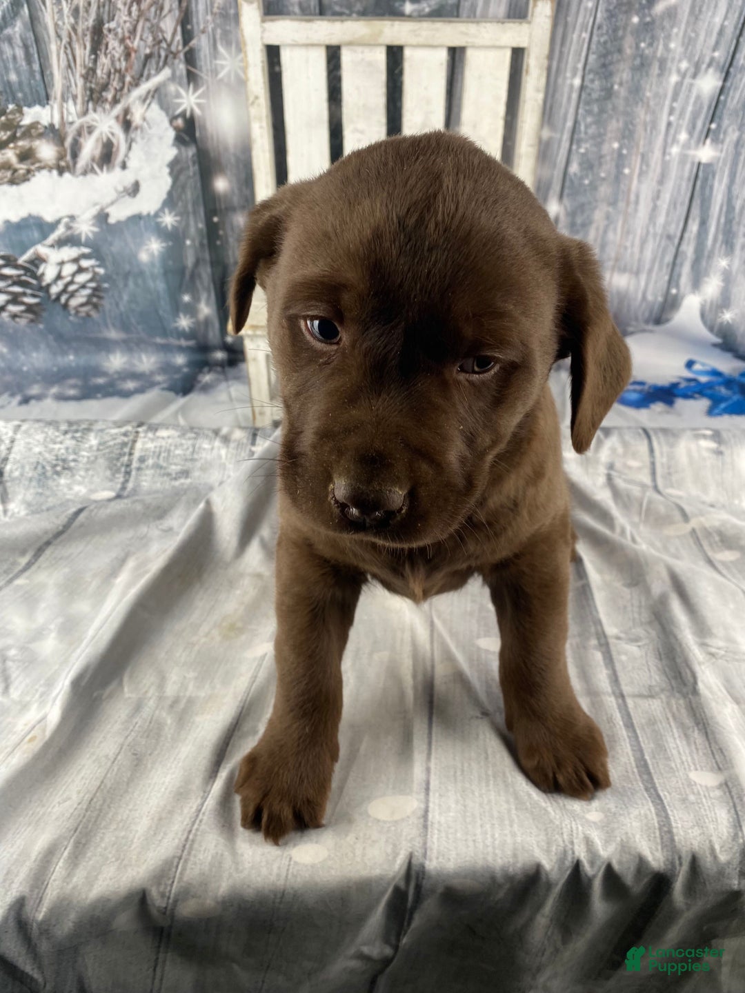 Labrador Retriever dogs for sale: Ace - Ad 5
